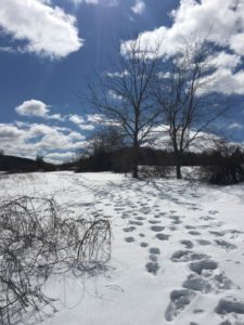 footprints in the snow in park