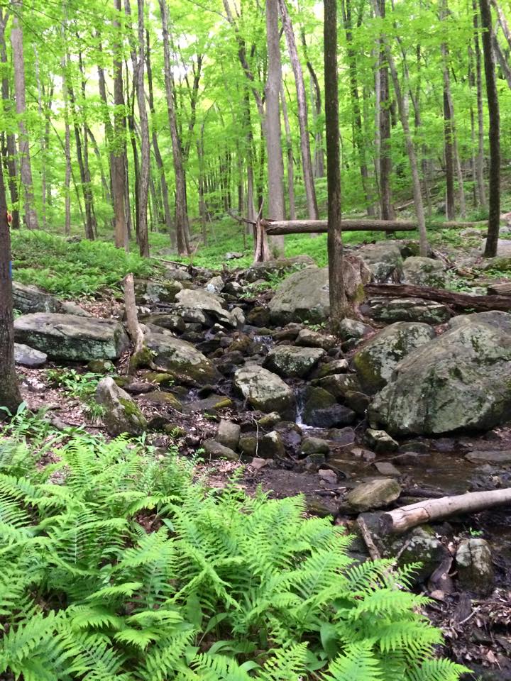 hiking trail through woods and ferns