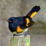 photo of the bird, american redstart