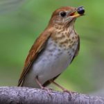 photo of the veery bird