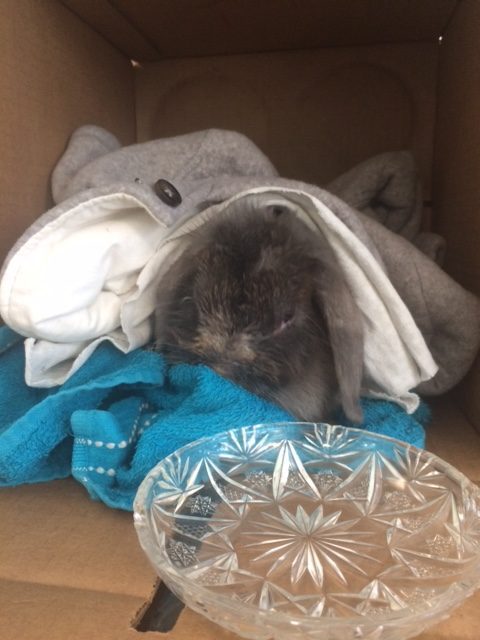 grey bunny in blankets and box