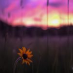 yellow flower with purple sunset