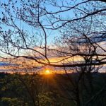 sunset through the trees