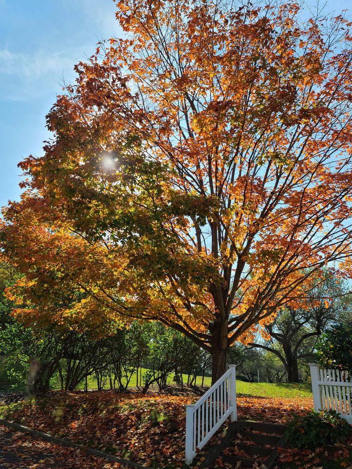 tree with orange and green leaves