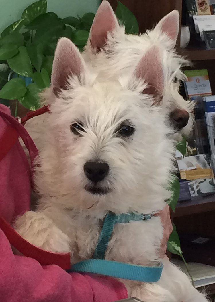 white scottish terrier