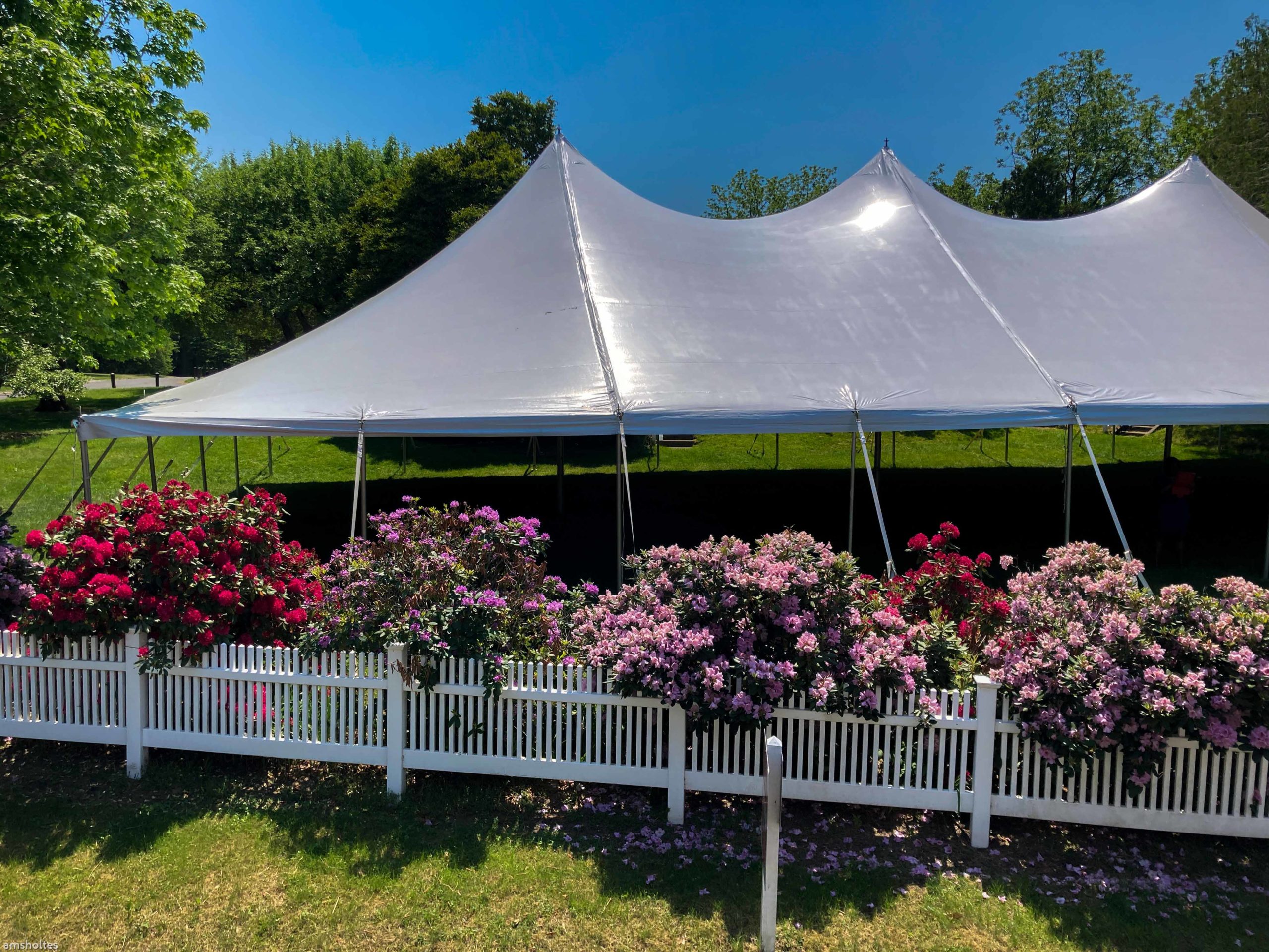 wedding tent surrounded by rhododendrons