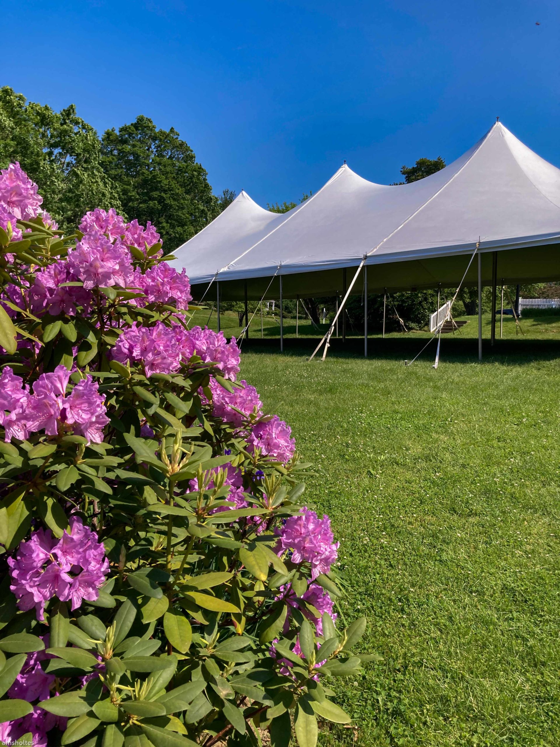 flowers with tent on lawn