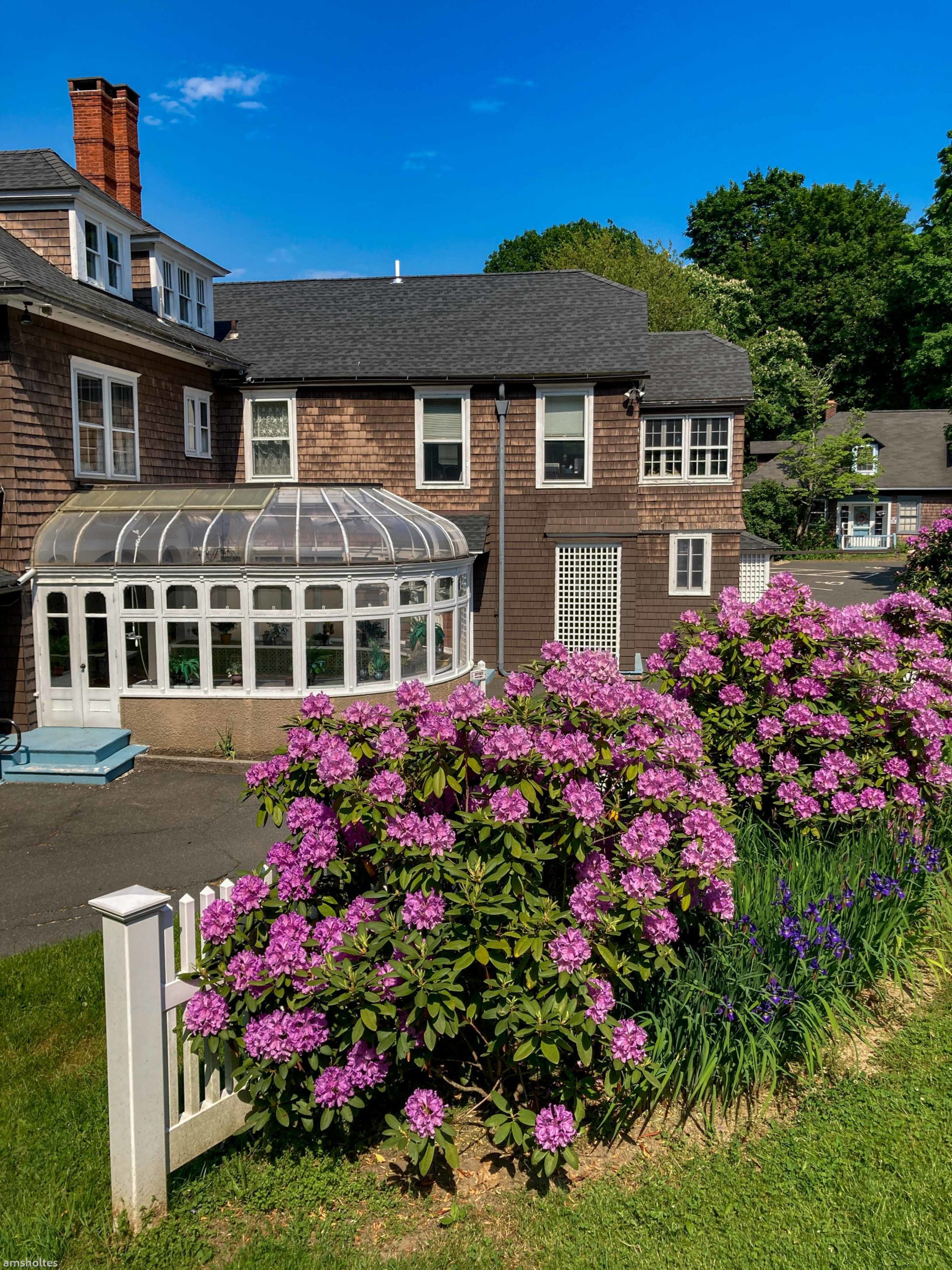 rhododendrons in bloom